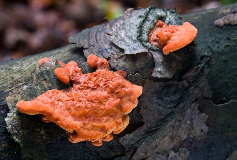 Pycnoporus cinnabarinus